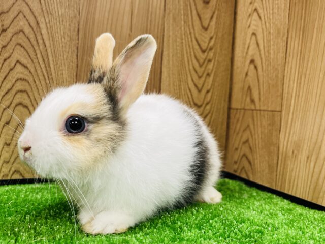 ネザーランドドワーフ