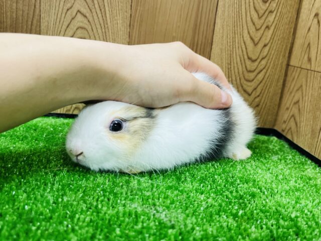 ネザーランドドワーフ