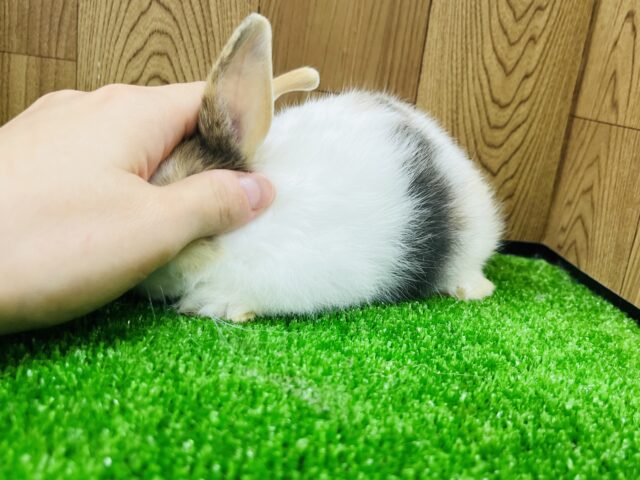 ネザーランドドワーフ