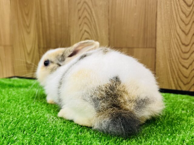 ネザーランドドワーフ