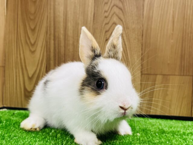 ネザーランドドワーフ