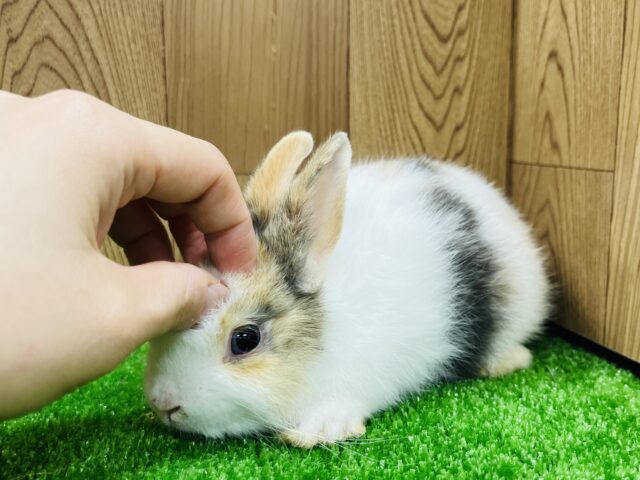 ネザーランドドワーフ