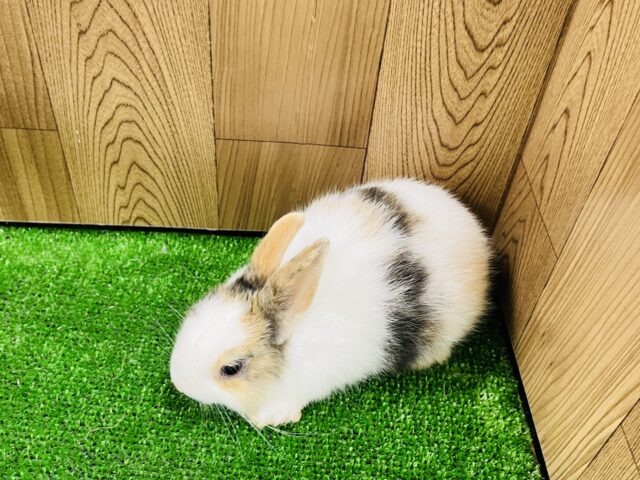 ネザーランドドワーフ