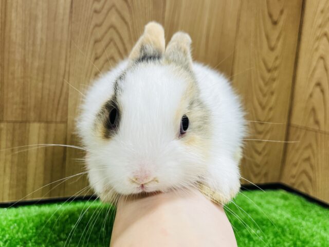 ネザーランドドワーフ