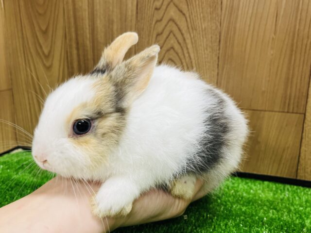 ネザーランドドワーフ