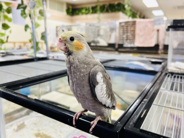 オカメインコ