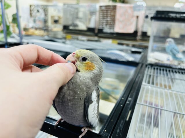 オカメインコ