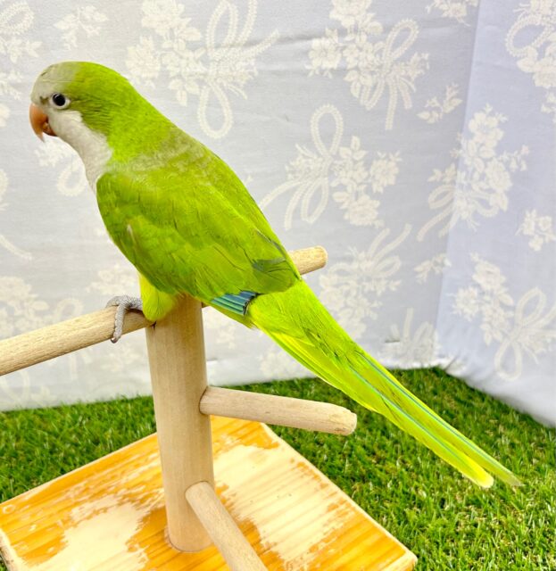 抹茶ちゃん🍵オキナインコ (グリーン) 2023年4月生まれ オキナインコ