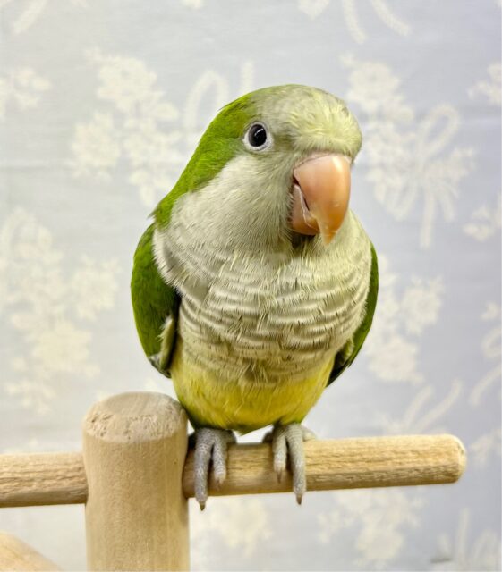 オキナインコ