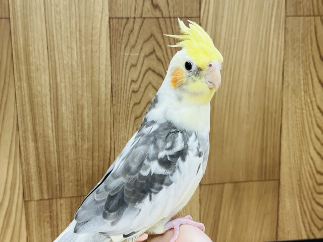 オカメインコ