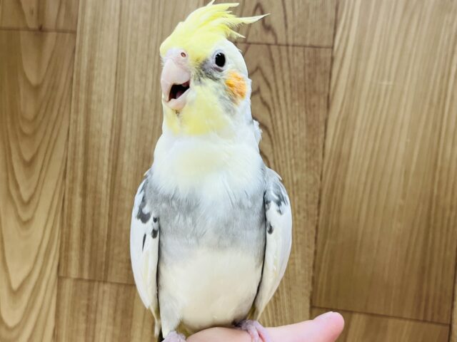 オカメインコ