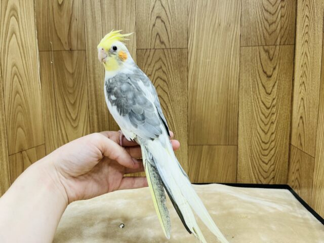 オカメインコ