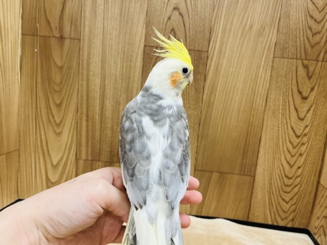 オカメインコ