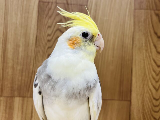 オカメインコ