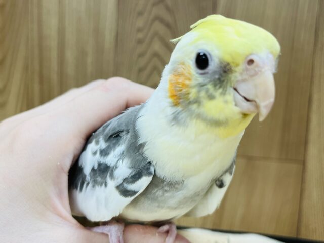 オカメインコ