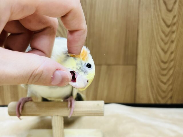 オカメインコ