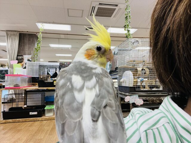 オカメインコ