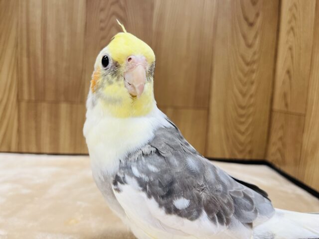オカメインコ