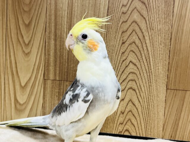オカメインコ