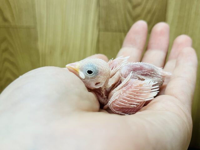 白文鳥