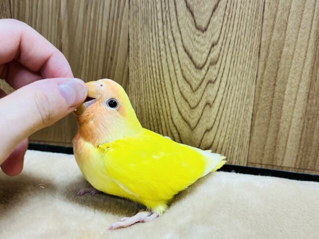 コザクラインコ（小桜インコ）