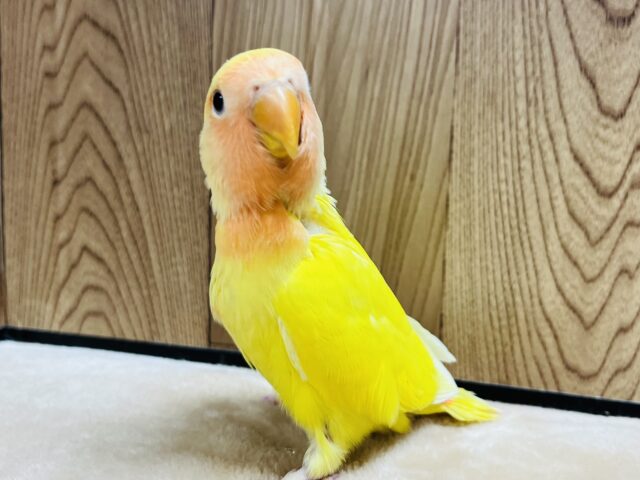 コザクラインコ（小桜インコ）