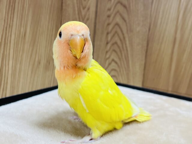 コザクラインコ（小桜インコ）