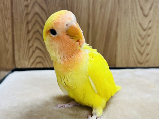 コザクラインコ（小桜インコ）