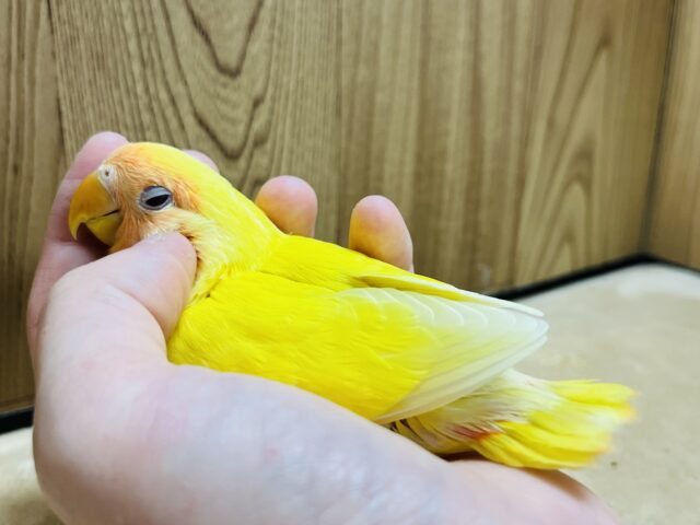 コザクラインコ（小桜インコ）