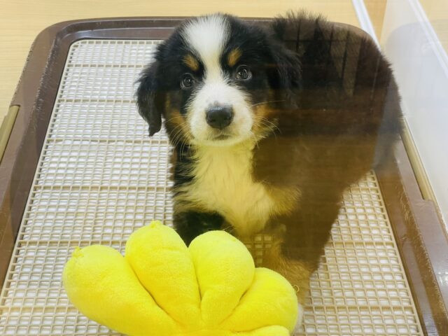 バーニーズマウンテンドッグ