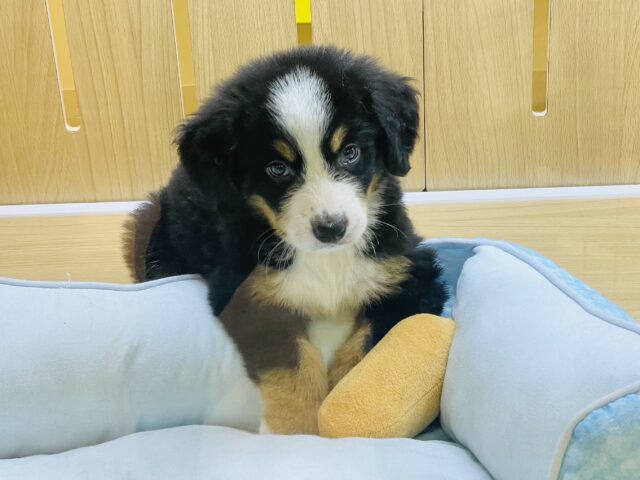 バーニーズマウンテンドッグ