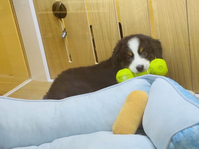 バーニーズマウンテンドッグ