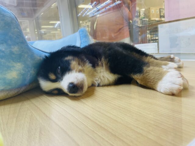 バーニーズマウンテンドッグ