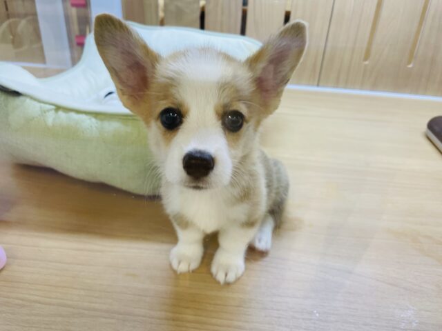 ウェルシュコーギー・ペンブローグ