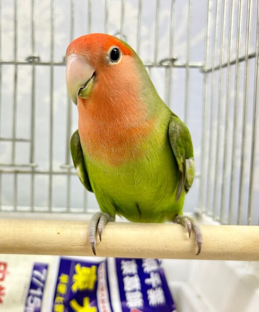 コザクラインコ（小桜インコ）