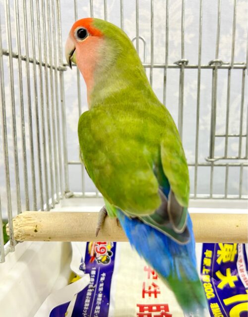 コザクラインコ（小桜インコ）