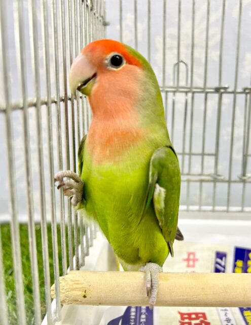 コザクラインコ（小桜インコ）