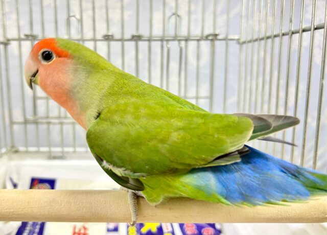 コザクラインコ（小桜インコ）