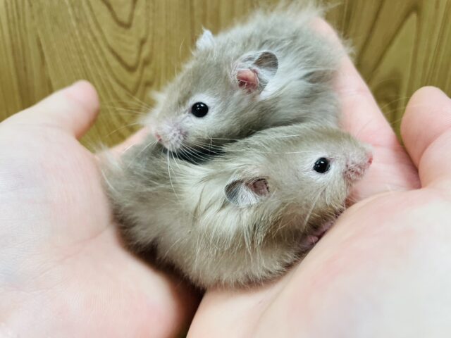 ゴールデンハムスター