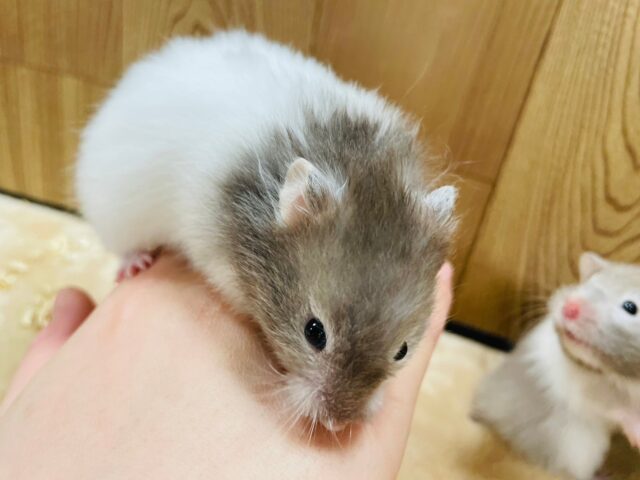 ゴールデンハムスター