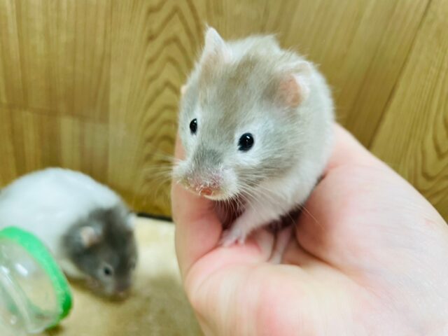 ゴールデンハムスター