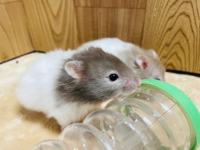 ゴールデンハムスター