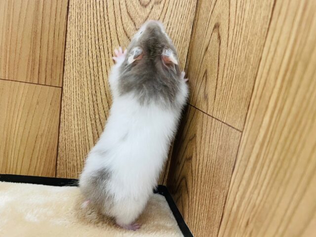 ゴールデンハムスター