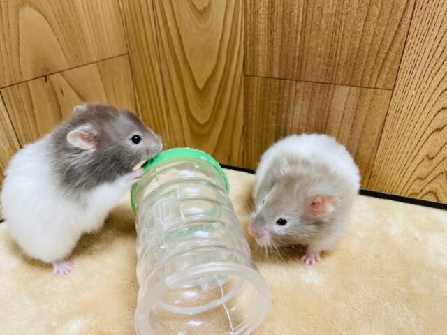 ゴールデンハムスター