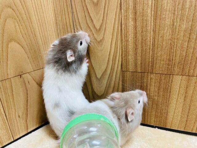 ゴールデンハムスター