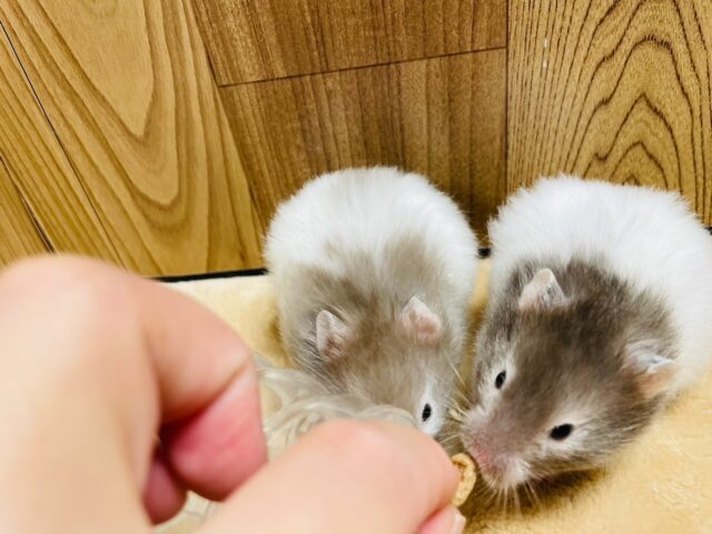 ゴールデンハムスター