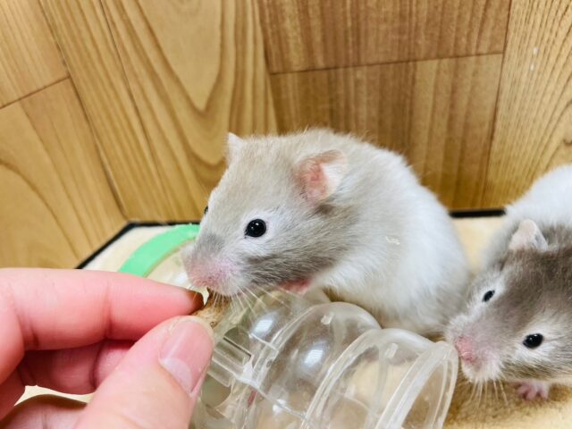 ゴールデンハムスター