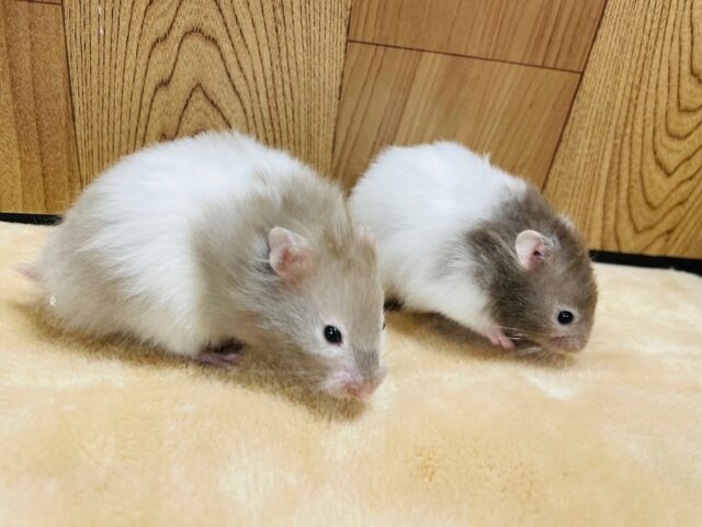 ゴールデンハムスター