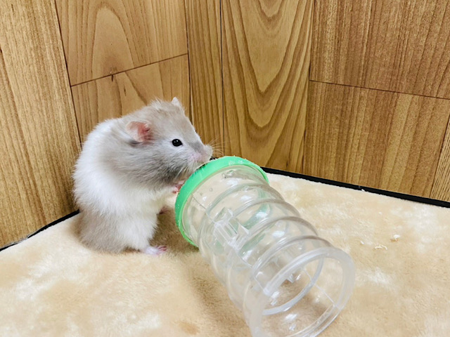 ゴールデンハムスター