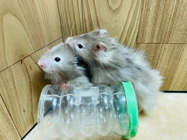 ゴールデンハムスター